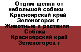 Отдам щенка от небольшой собаки. - Красноярский край, Зеленогорск г. Животные и растения » Собаки   . Красноярский край,Зеленогорск г.
